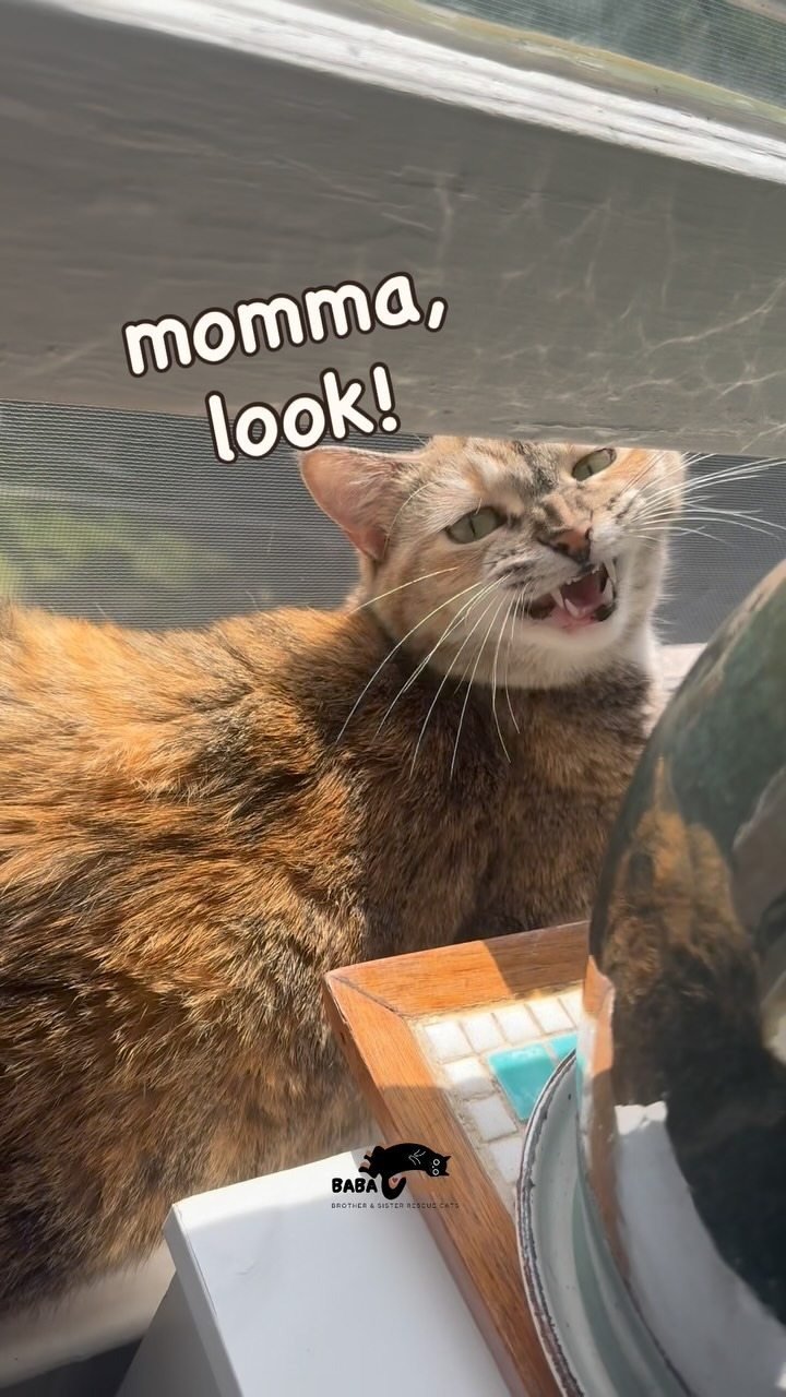 Tabby cat looking up in bright sunlight
