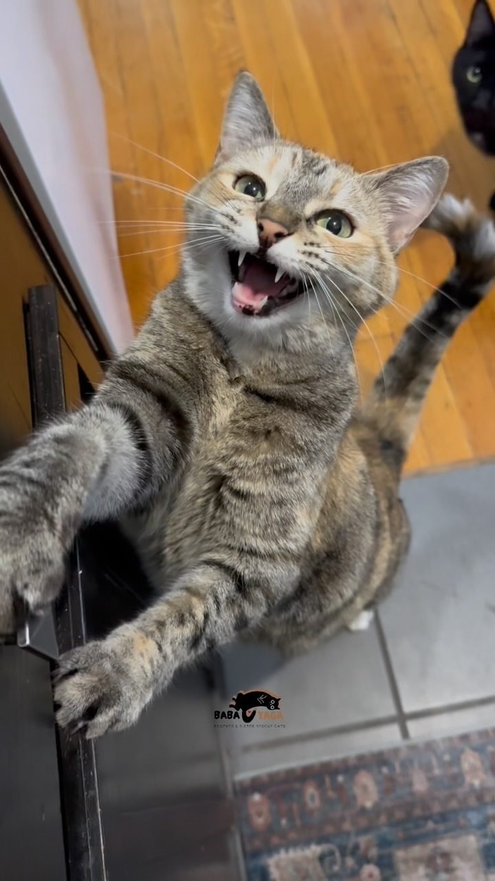 Tabby cat reaching up with a playful expression