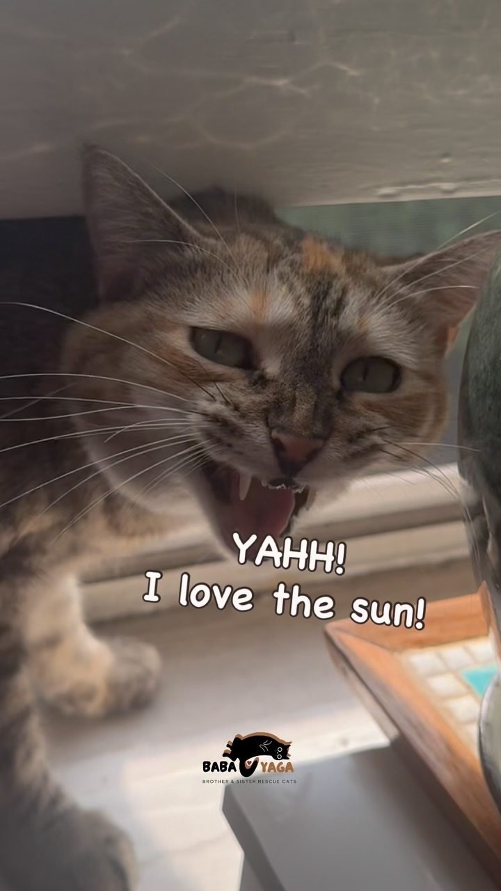 Tabby cat enjoying sunlight by a window