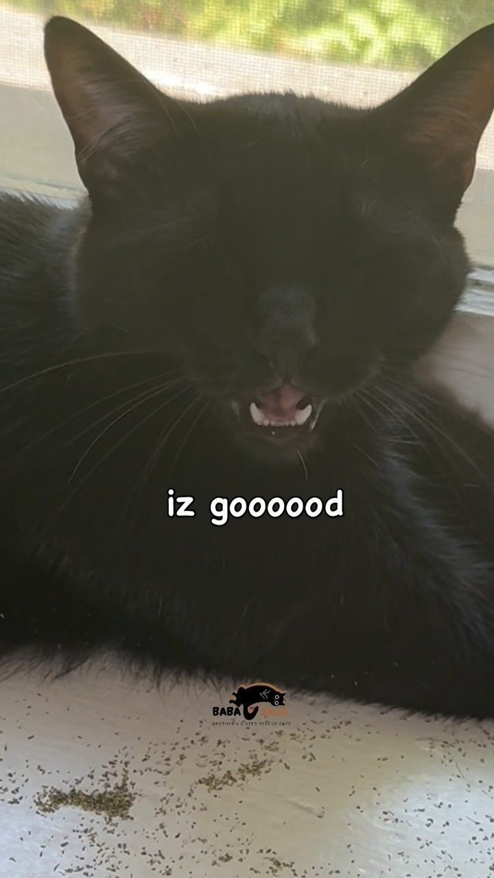 Black cat resting near a window