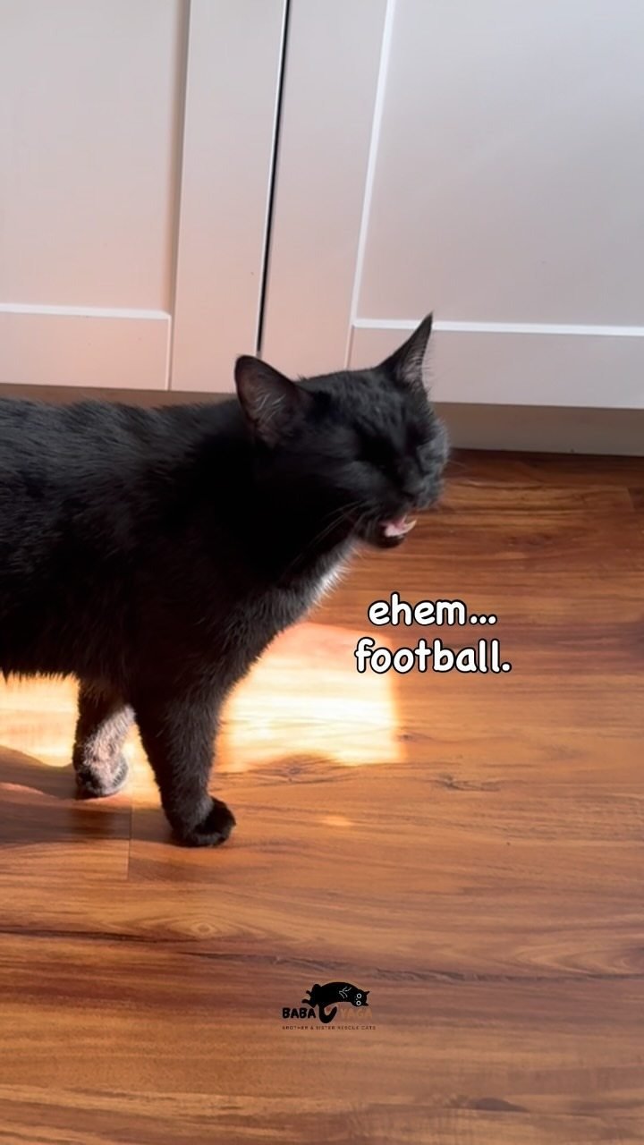 Black cat standing on a warm wood floor