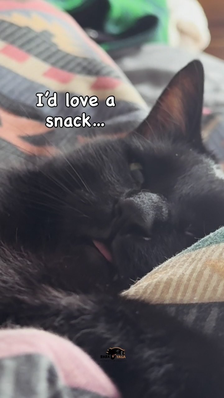 Black cat napping under soft blankets