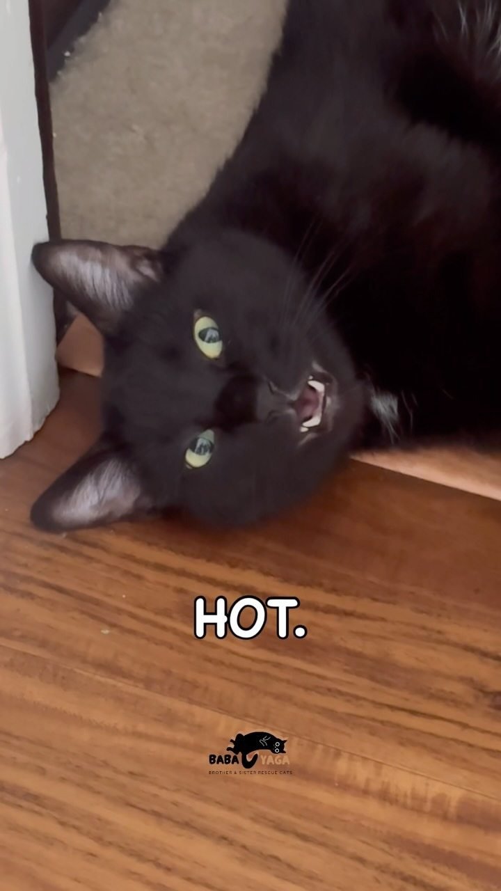 Black cat lying upside down on a wood floor