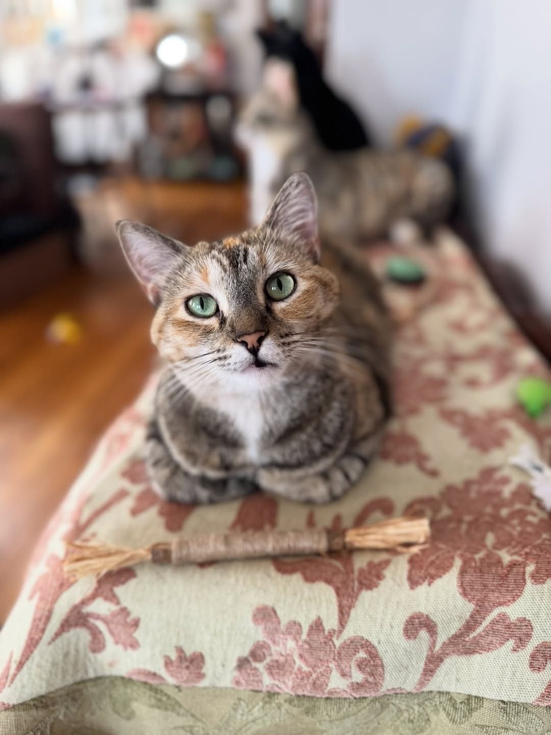 Tabby cat sitting on a patterned cushion