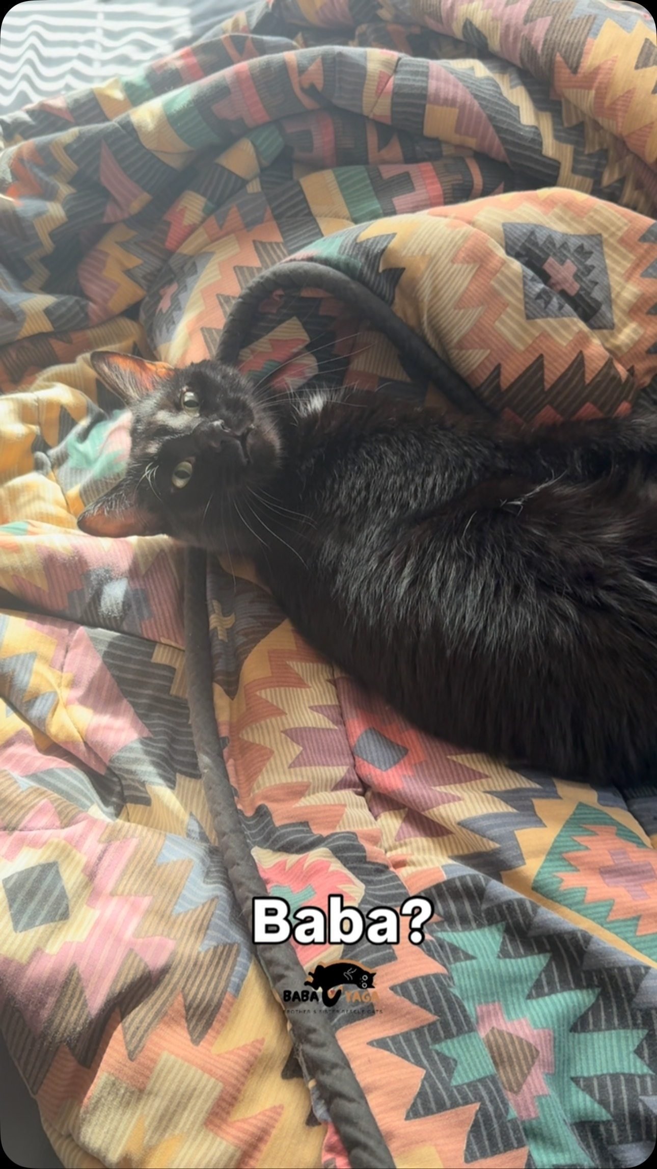 Black cat curled on colorful bedding