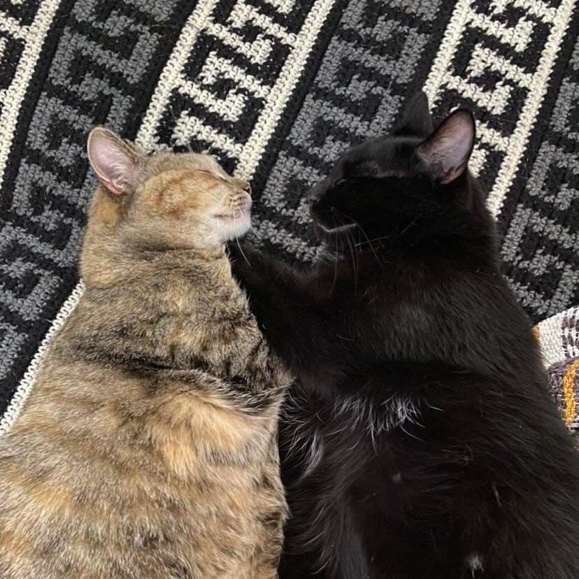 Baba and Yaga resting together on a patterned rug